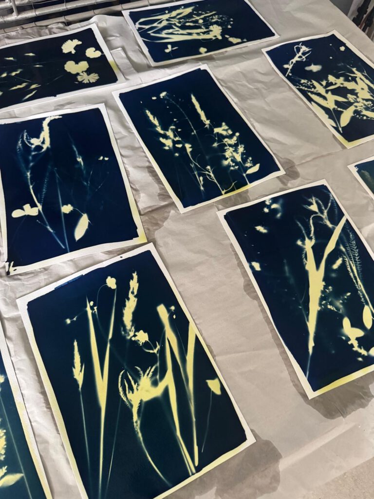 Viele fertige Cyanotypien mit Pflanzen