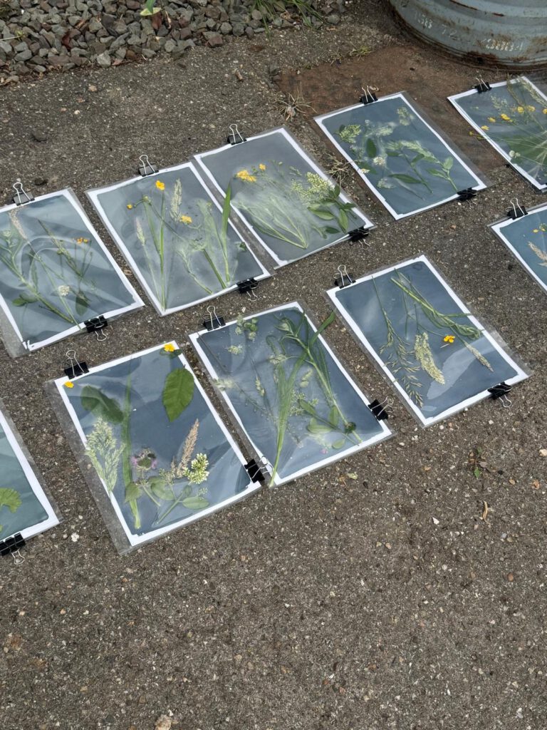 Cyanotypien draußen zum Trocknen