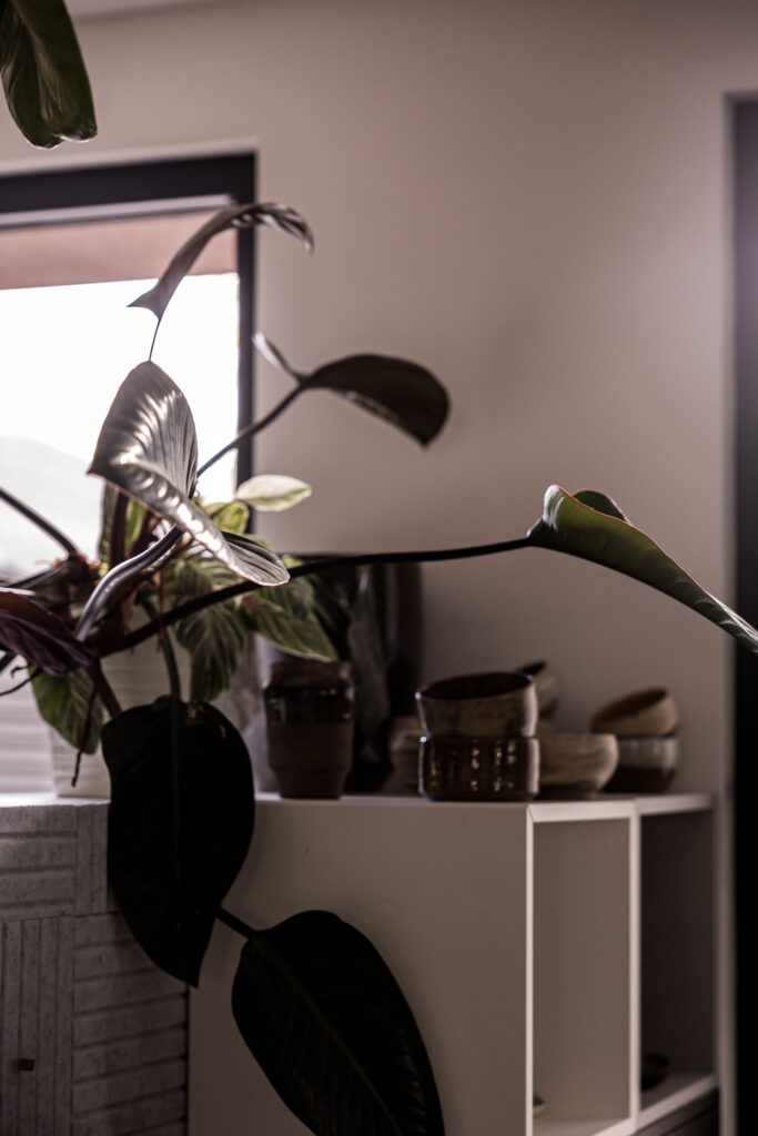 Pflanze im Atelier