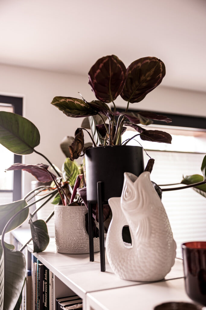 Pflanze und Vase